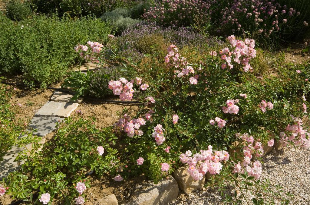 Ripa Agriturismo Casale Le Selvette المظهر الخارجي الصورة